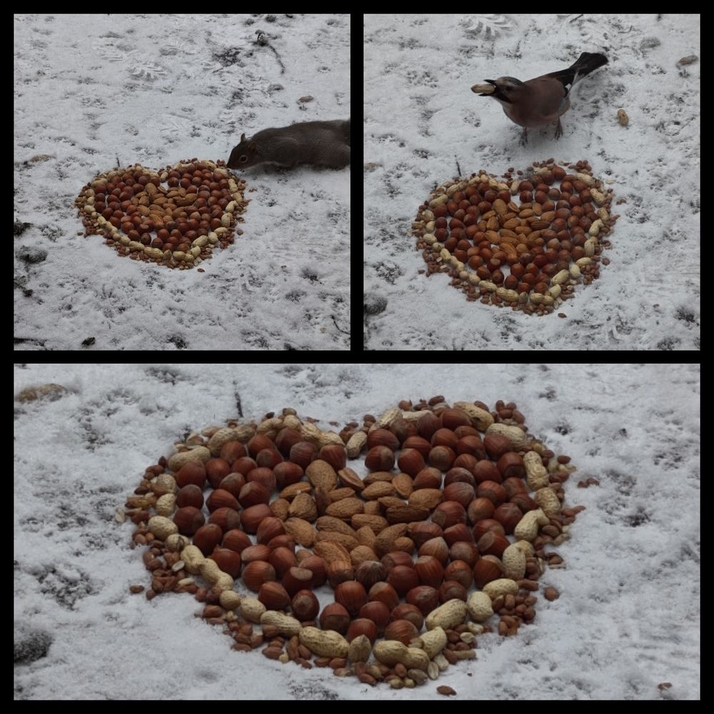 A picture of a heart made out of almonds, hazelnuts, monkey nuts, peanuts in the snow. A jay and a grey squirrel are already partaking (not at the same time :-) )
