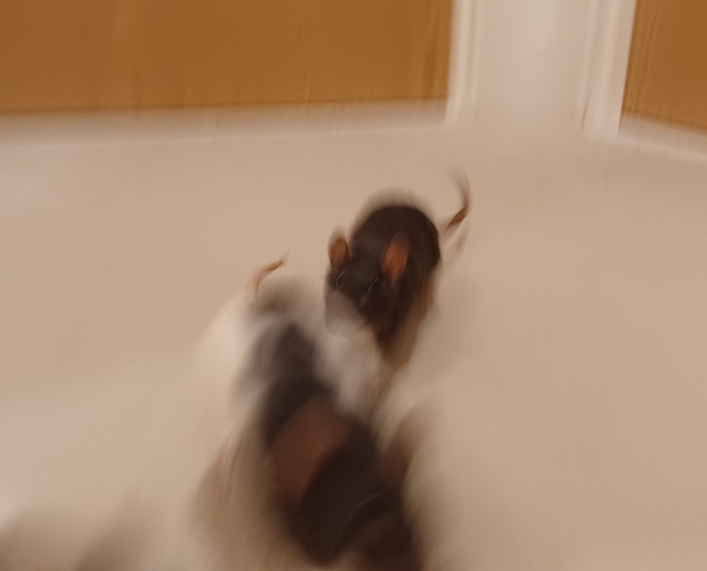 blurry picture of ponzu the black rat chasing yuzu the black and white hooded rat closer towards the camera