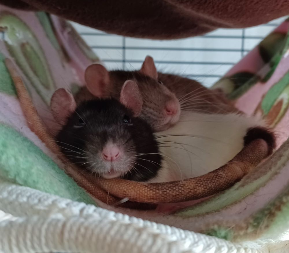 ebi the brown rat and yuzu the black and white hooded rat curled up together in a hammock. yuzu has her tail curled around her body and is looking at the camera and ebi is resting her head on yuzu's back