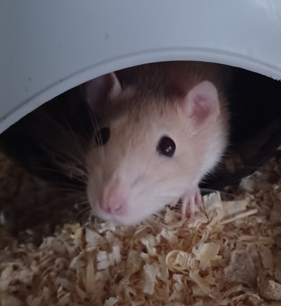miso the cream rat poking her head out of a sputnik hide