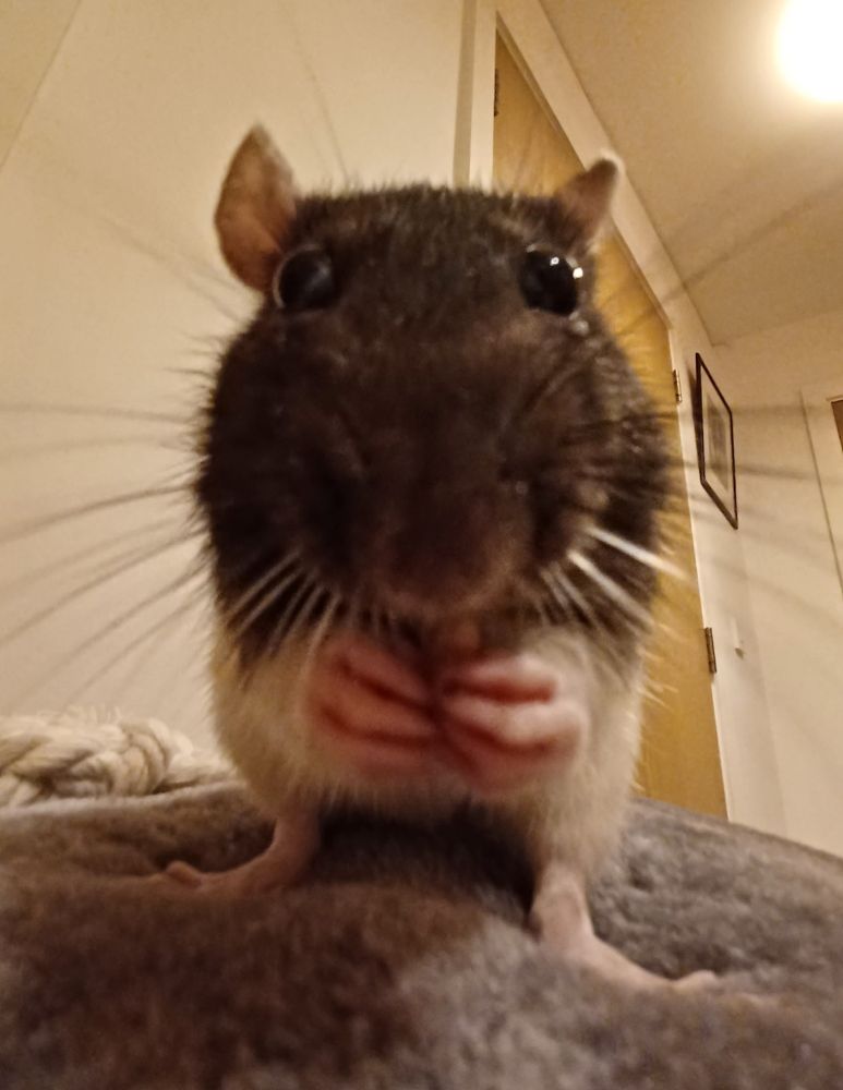 close up fish eye view of yuzu the black and white hooded rat nibbling on a treat
