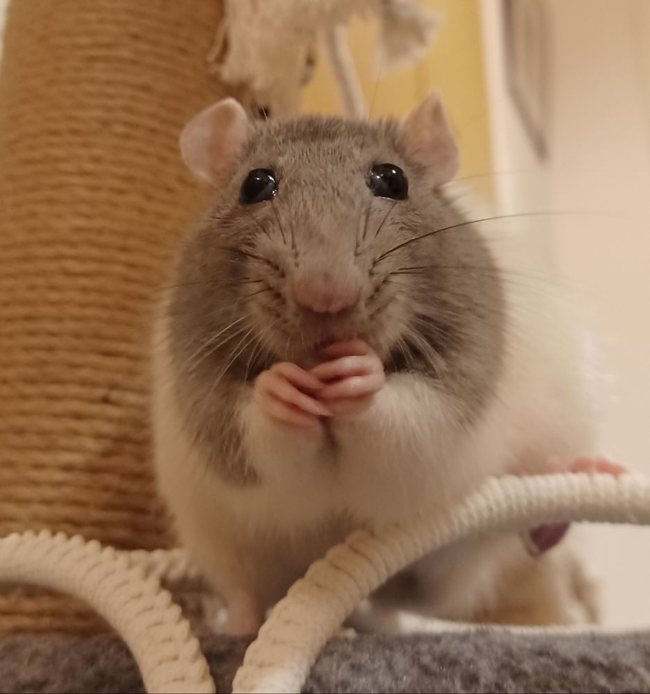papaya the grey hooded rat munching on a dried mealworm in her hands, her huge boba eyes bulging happily out of her head