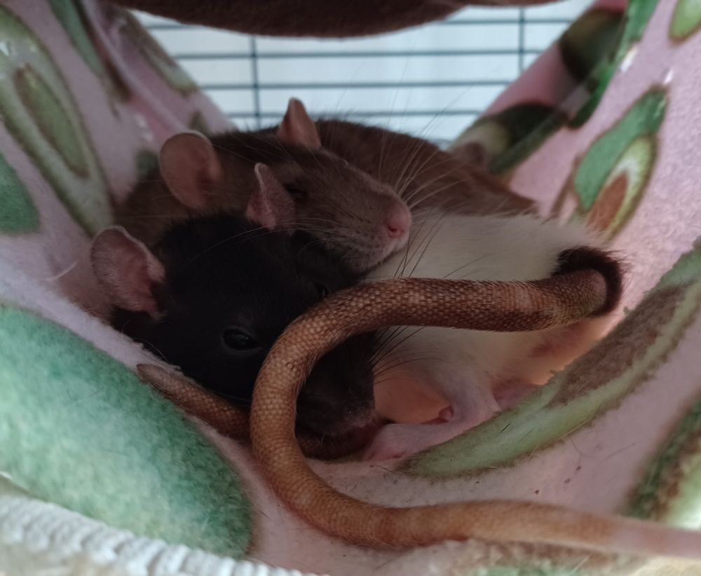 ebi the brown rat and yuzu the black and white hooded rat curled up together in a hammock. yuzu has her tail in front of her and ebi is resting her head on yuzu's back
