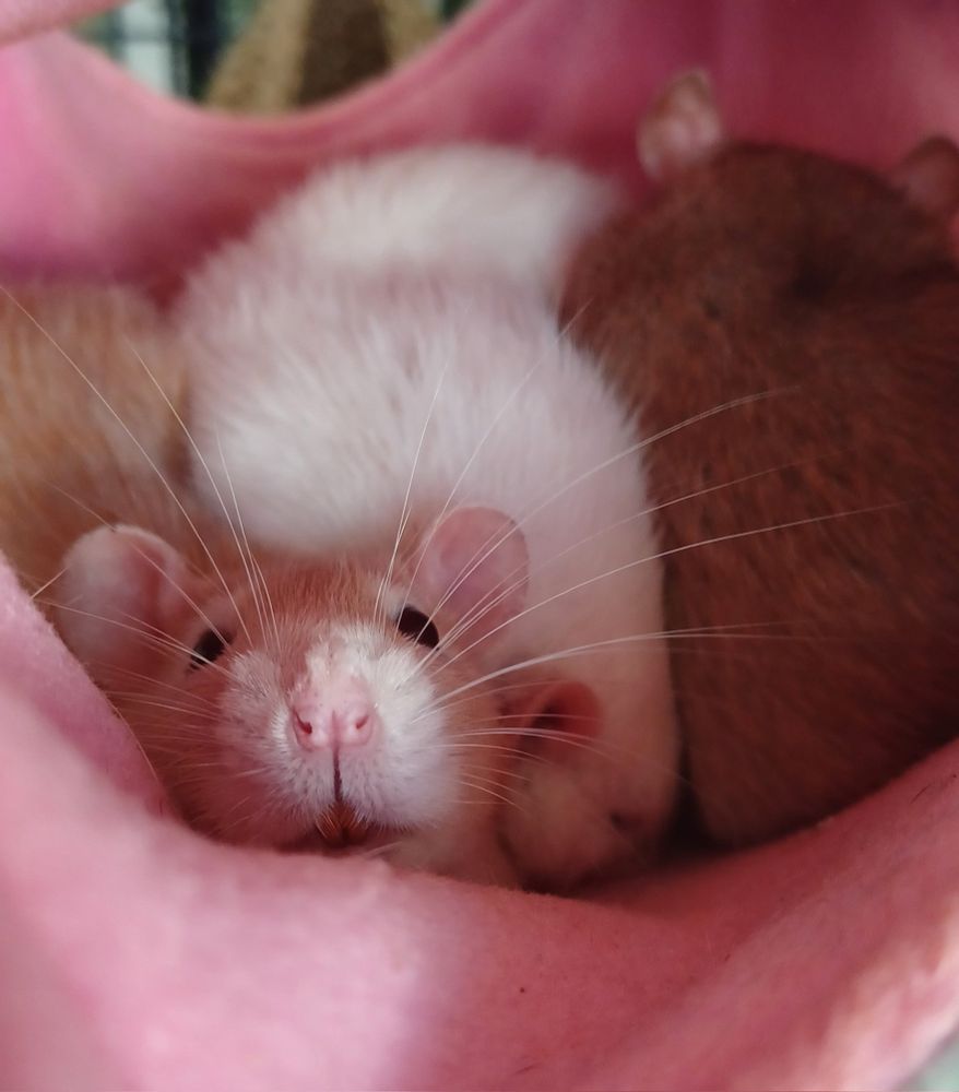 3 rats cuddled together in a hammock. a cream coloured one on the left is looking towards the camera while the other 2 are tucked away