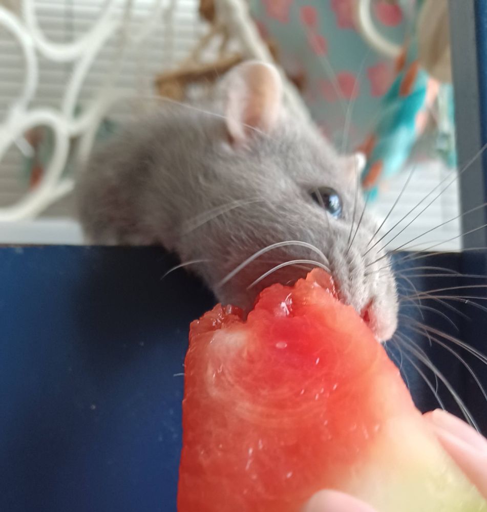 papaya the grey hooded rat lunging greedily at a piece of watermelon with a crazed look in her eyes