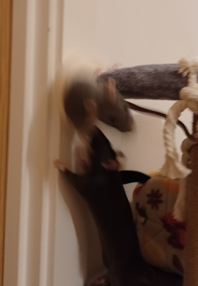 Papaya the grey hooded rat blurrily slipping off the side of a cat tree. Ponzu the black rat is on a platform below on her hind legs leaning up towards her. Is she catching her or pulling her down? That is their secret to keep