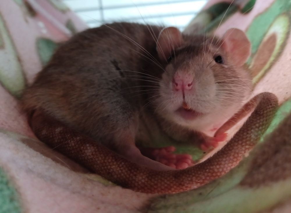 ebi the brown rat curled up in a hammock and looking up towards the camera