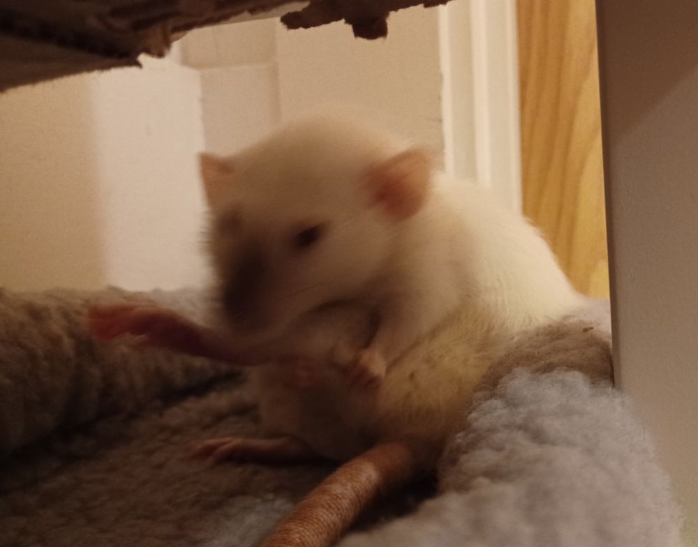 mooncake the siamese rat sitting on her butt in a grey little bed and cleaning herself with her back foot in the air