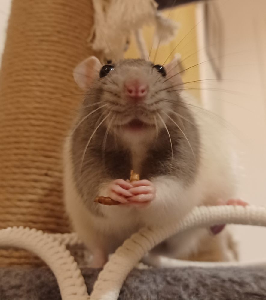 papaya the grey hooded rat looking up at the camera with a dried mealworm in her hands