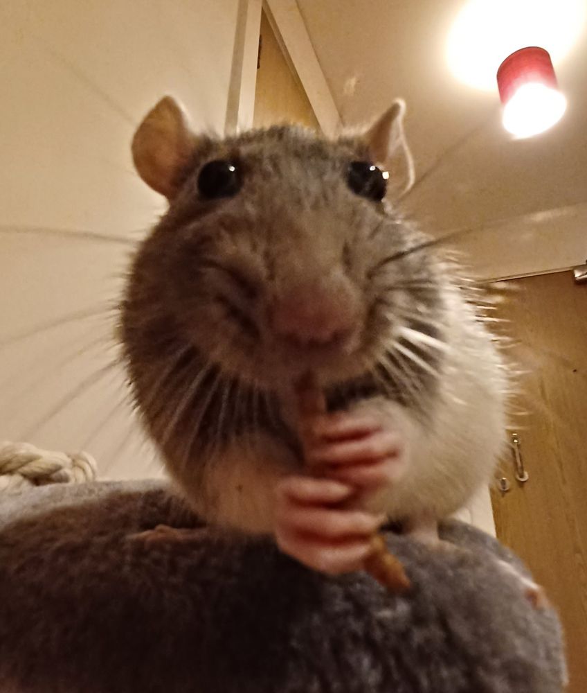 close up fish eye view of papaya the grey and white hooded rat nibbling on a treat