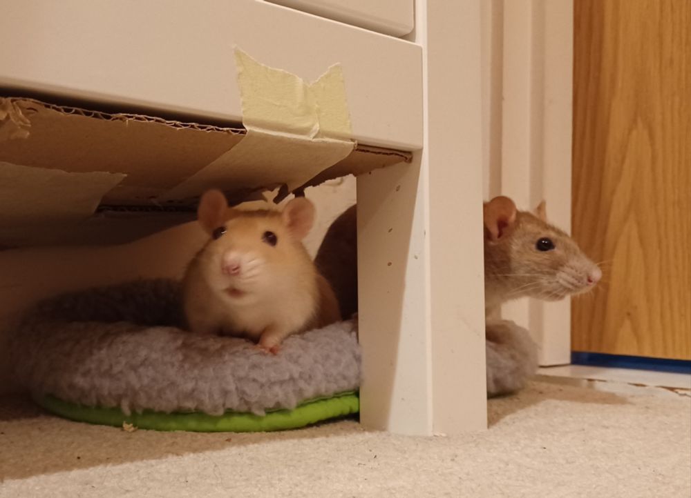 miso the cream rat and ebi the brown rat sitting on a small grey pet bed placed on the floor in the corner of a room under a shoe rack