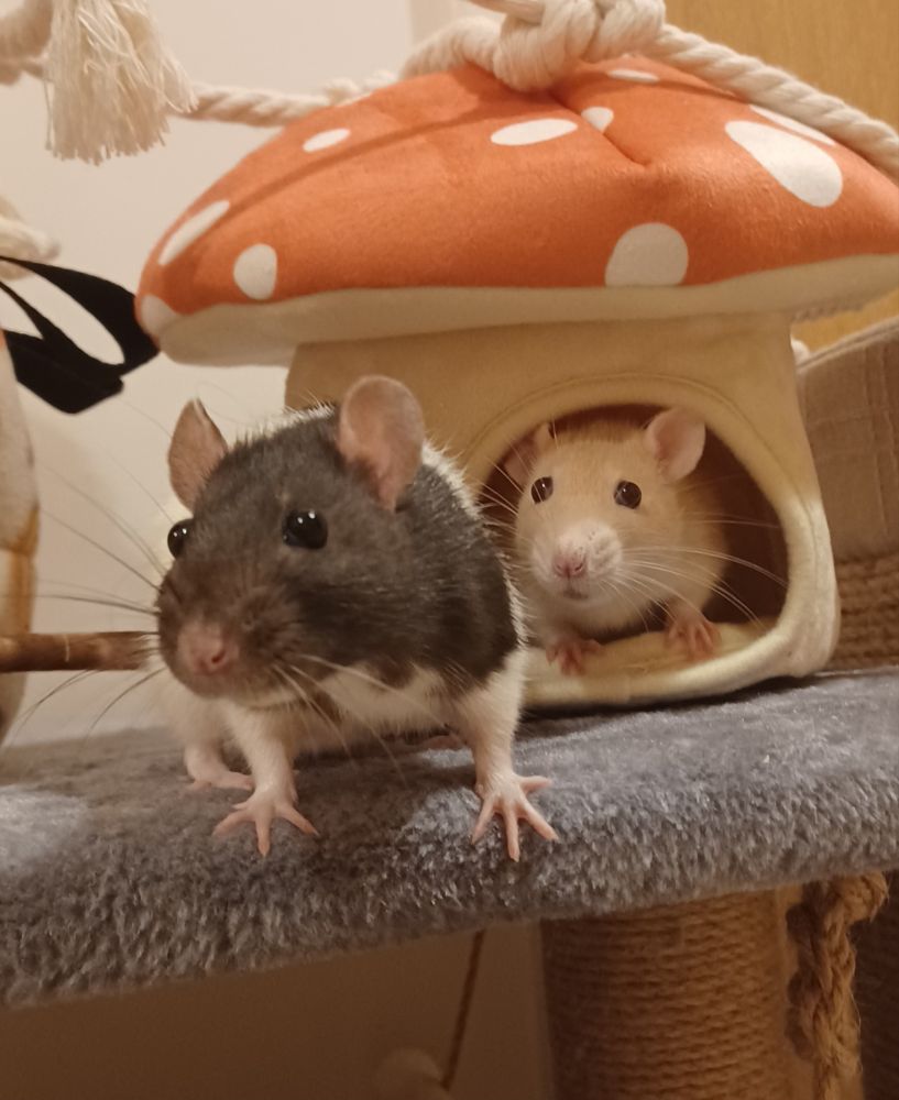 miso the cream rat sitting in a mushroom shaped hut with her head poking out and yuzu the black and white hooded rat standing in front of her. they are both staring intensely at the camera 