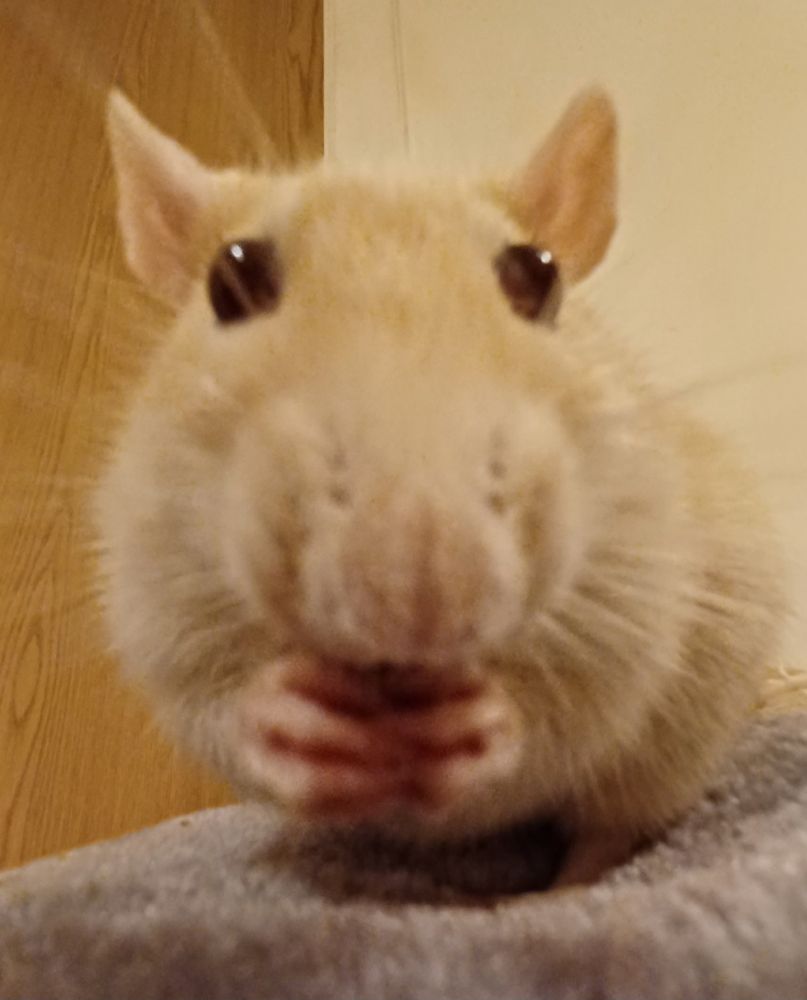 close up fish eye view of miso the cream rat nibbling on a treat