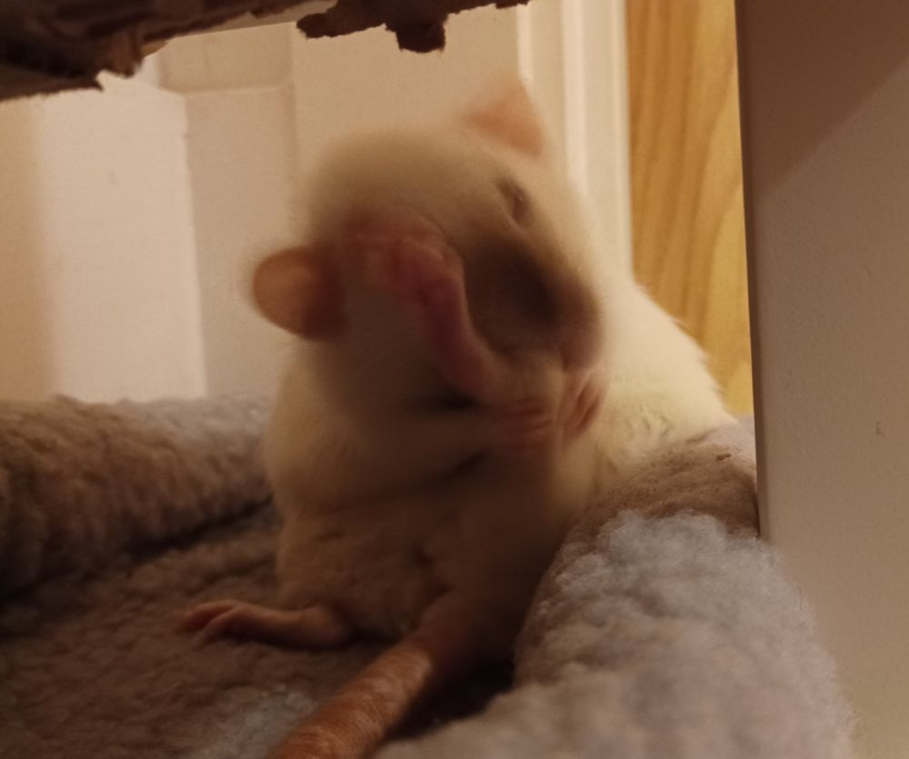 mooncake the siamese rat sitting on her butt in a grey little bed and cleaning herself with her back foot in the air