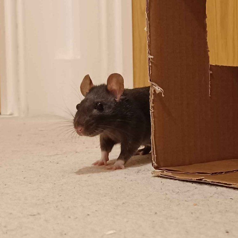 ponzu the black rat peering around the side of a carboard box