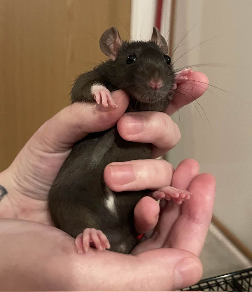 ponzu the black rat when she was just a little baby. she is being held in 1 hand and cupped underneath by the other and is the size of a molecule. she has a vacant haunted expression