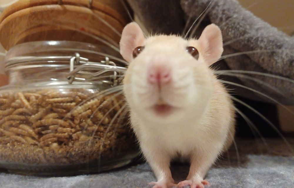 miso the cream rat standing next to a full jar of dried mealworms with her her face up close to the camera 