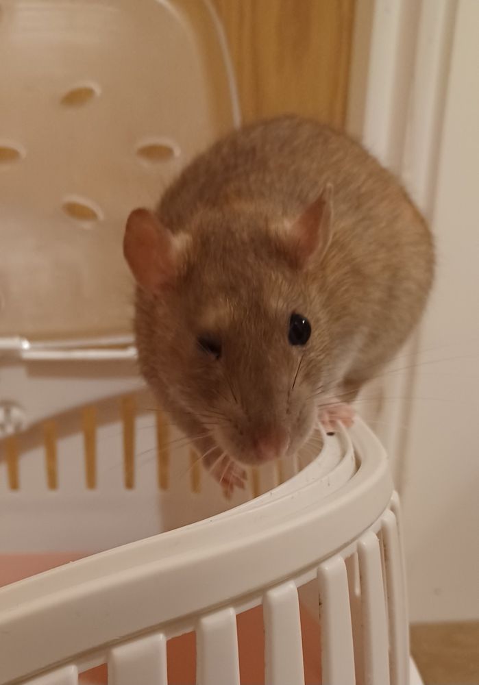 Ebi the brown rat standing on the edge of a carrier and giving a cheeky wink and the camera