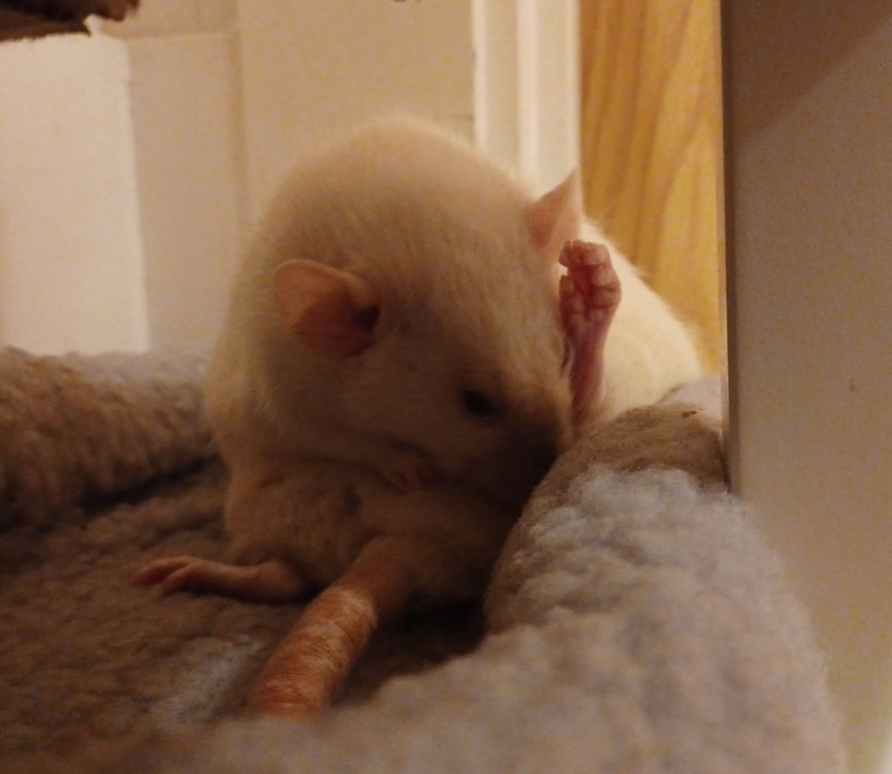 mooncake the siamese rat sitting on her butt in a grey little bed and cleaning herself with her back foot in the air