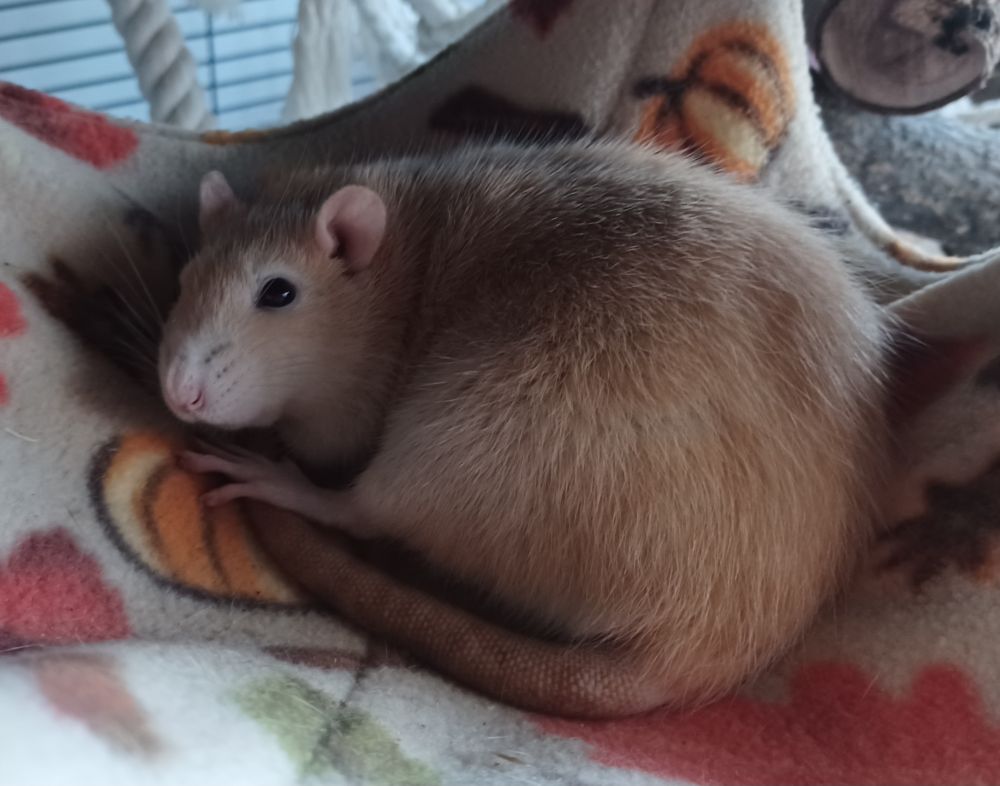 miso the cream rat curled up on a hammock looking at the camera