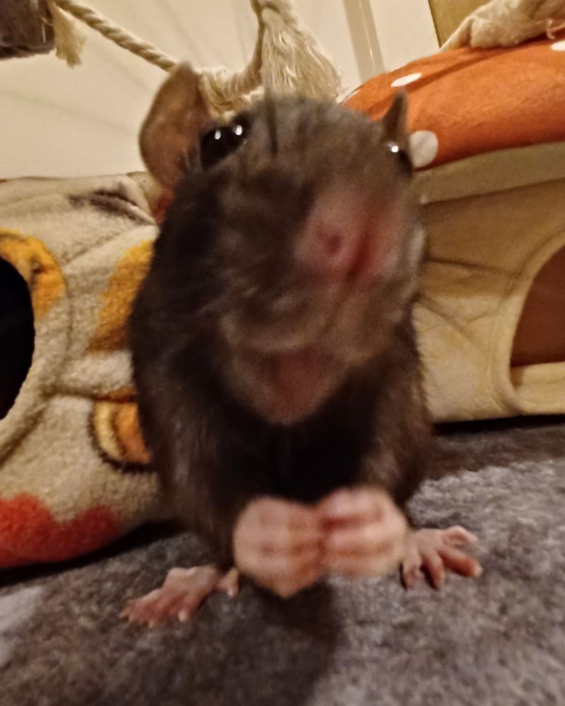 close up fish eye view of ponzu the black rat nibbling on a treat with her tongue out