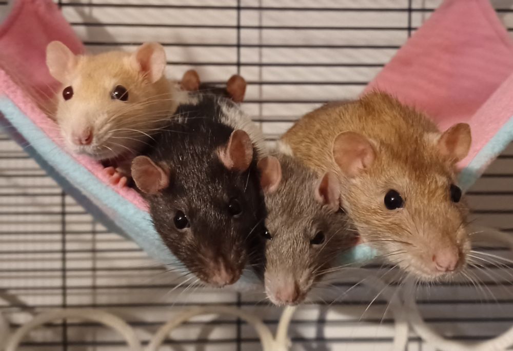 4 rats lined up on a hammock facing the camera. yuzu the black hooded rat and papaya the grey hooded rat are the 2 middle rats, looking like they've always belonged