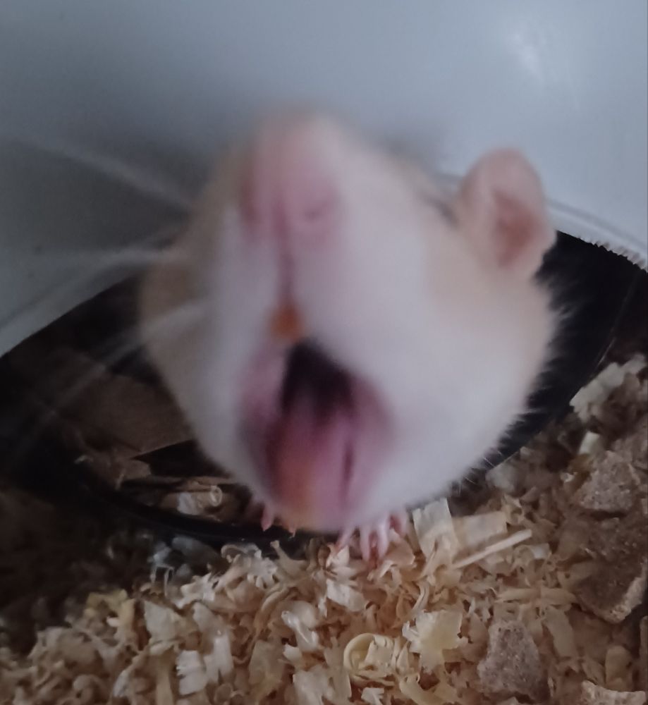 miso the cream rat poking her head out of a sputnik hide and yawning widely into the camera