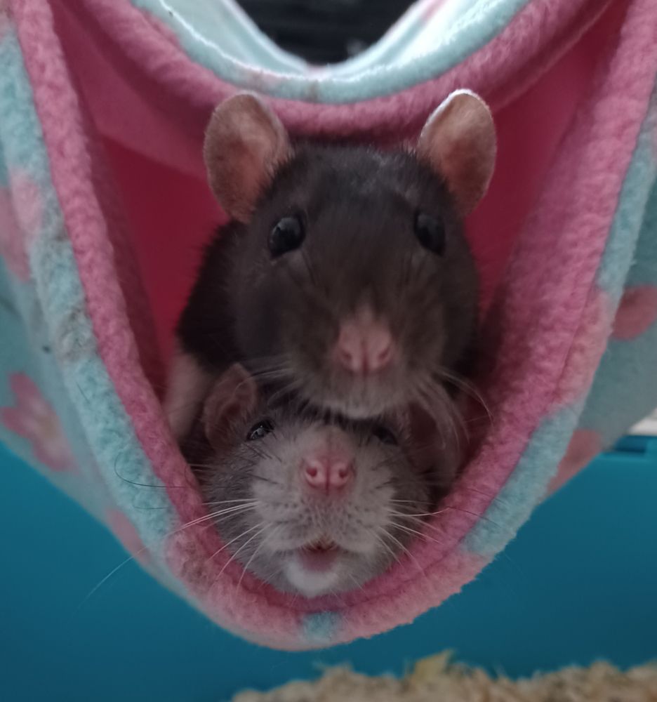 papaya the grey hooded rat in a hammock with yuzu the black hooded rat standing over her and leaning curiously towards the camera