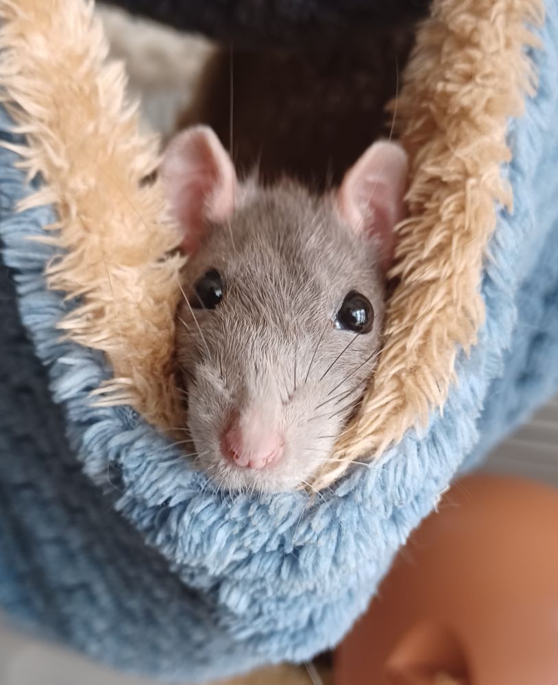 Papaya the grey and white hooded rat nestled in a hammock with just her face poking out