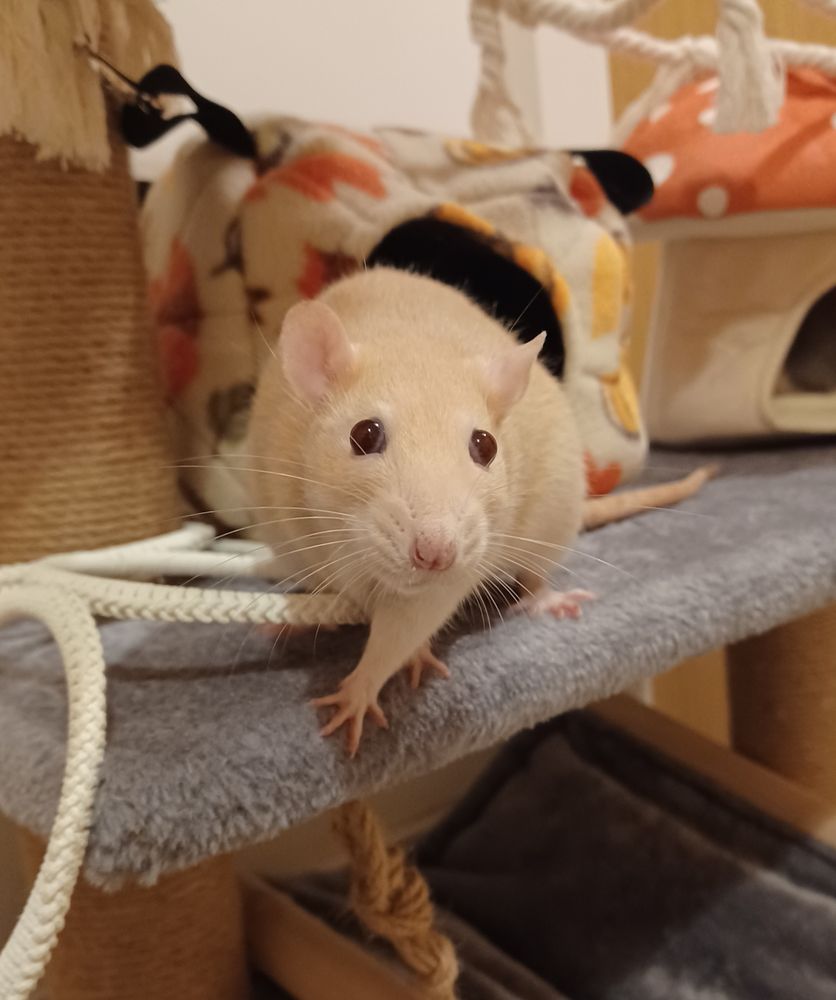 miso the cream coloured rat posing on top of a cat tree with one paw forward dramatically and her eyes bulging gormlessly out of her cute little head