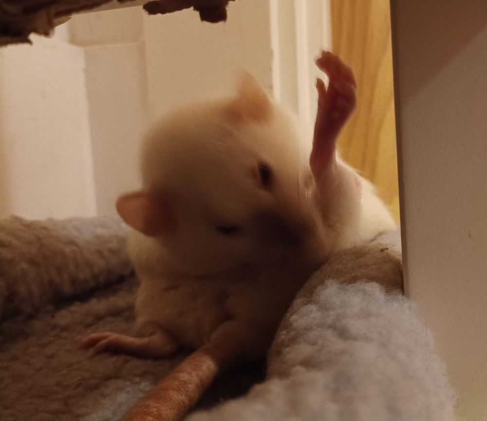 mooncake the siamese rat sitting on her butt in a grey little bed and cleaning herself with her back foot in the air