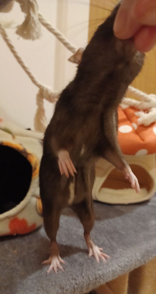 ponzu the black rat standing on her hind legs and leaning forward towards the camera to grab a treat from her owners hand. she looks like a decrepit old wizard trapped in a rats body