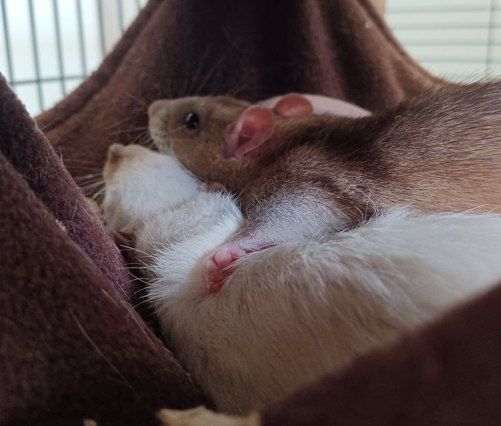 a brown rat cuddled on top of a white rat in a hammock with her paw flat out and nestled around the white rat's shoulder