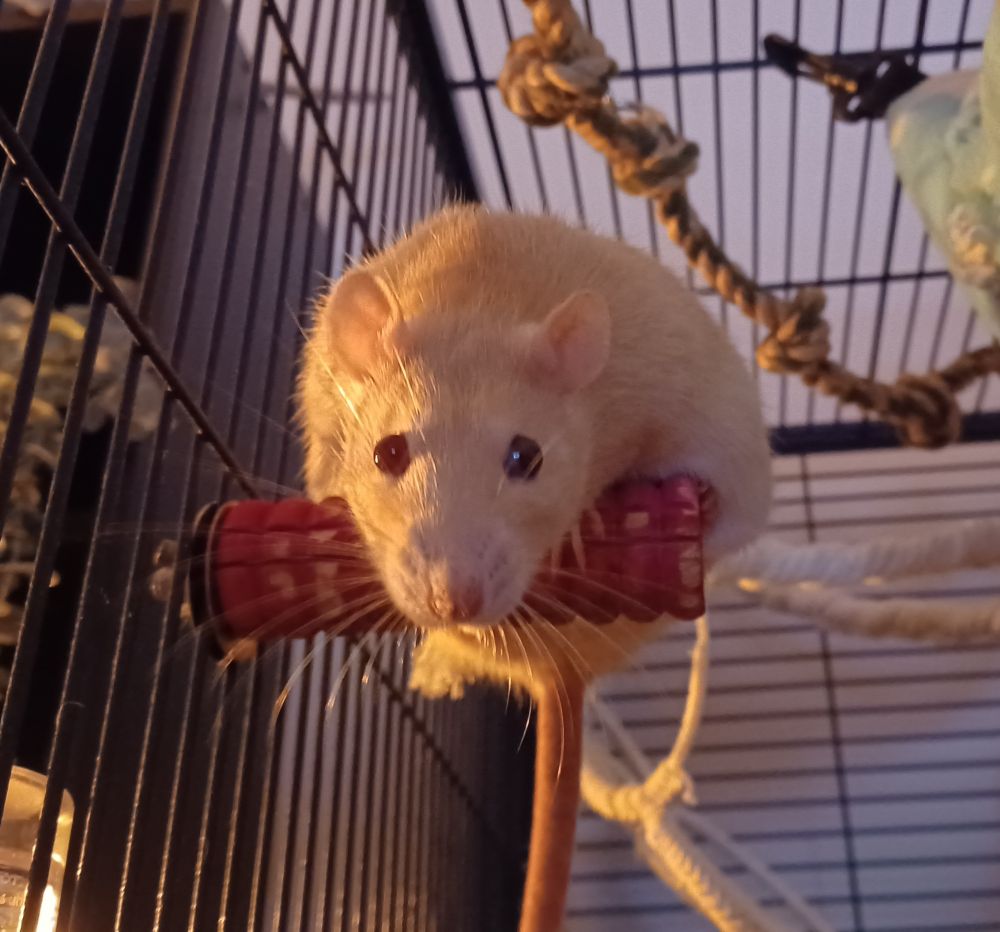 Miso the cream ear sitting on a wooden perch attached to the side of the cage and staring at the camera. Her body is doughy and spilling over the sides, she's built like a hamburger