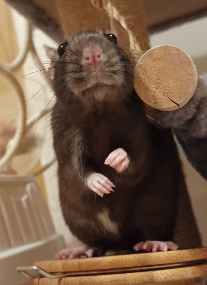 ponzu the black rat standing on her hind legs with her front paws held up nervously, staring awkwardly at the camera