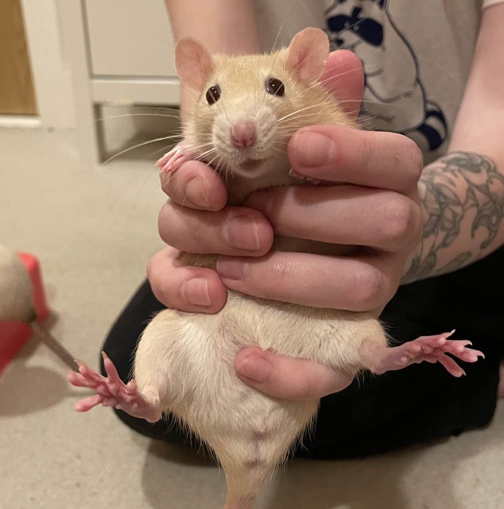 a person holding out a mischievous looking cream coloured rat towards the camera in both hands