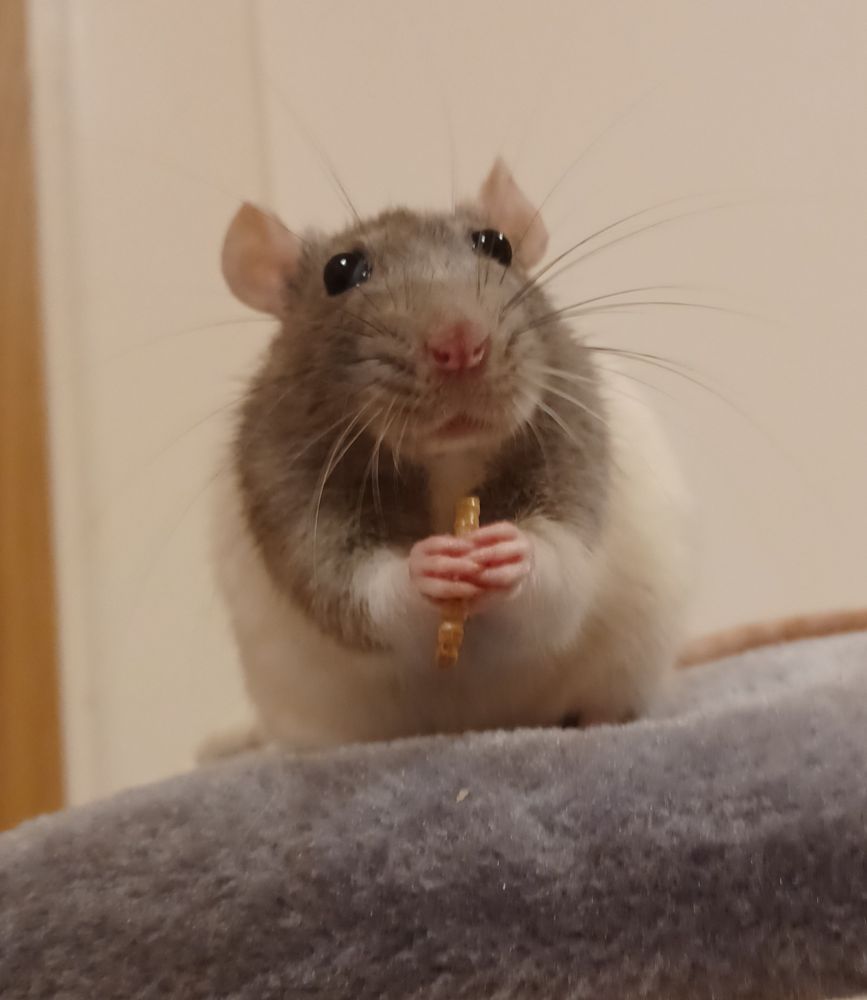 papaya the grey and white hooded rat sitting taking a break from munching on her worm to look up at the camera with her eyes bulging out happily