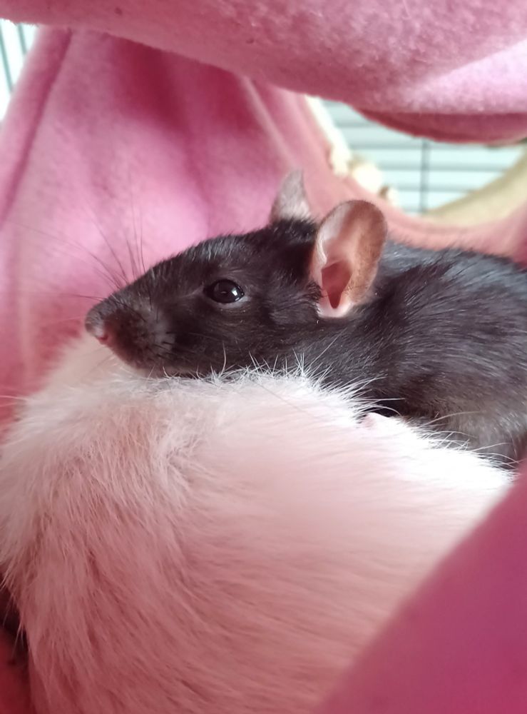 ponzu the black rat resting on top of her sister mooncake in a hammock. She looks deep in thought