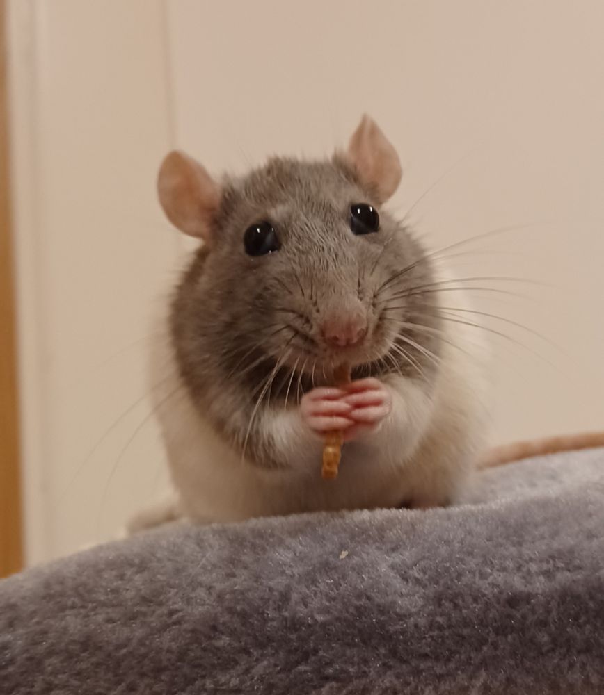 papaya the grey hooded rat sitting and munching on a dried meal worm with her eyes bulging out happily