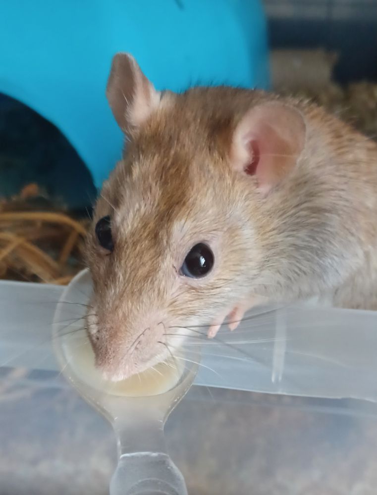 ebi the chunky brown rat slurping up some baby food from a spoon with huge sad eyes. she doesn't know there's medicine in there please don't tell her