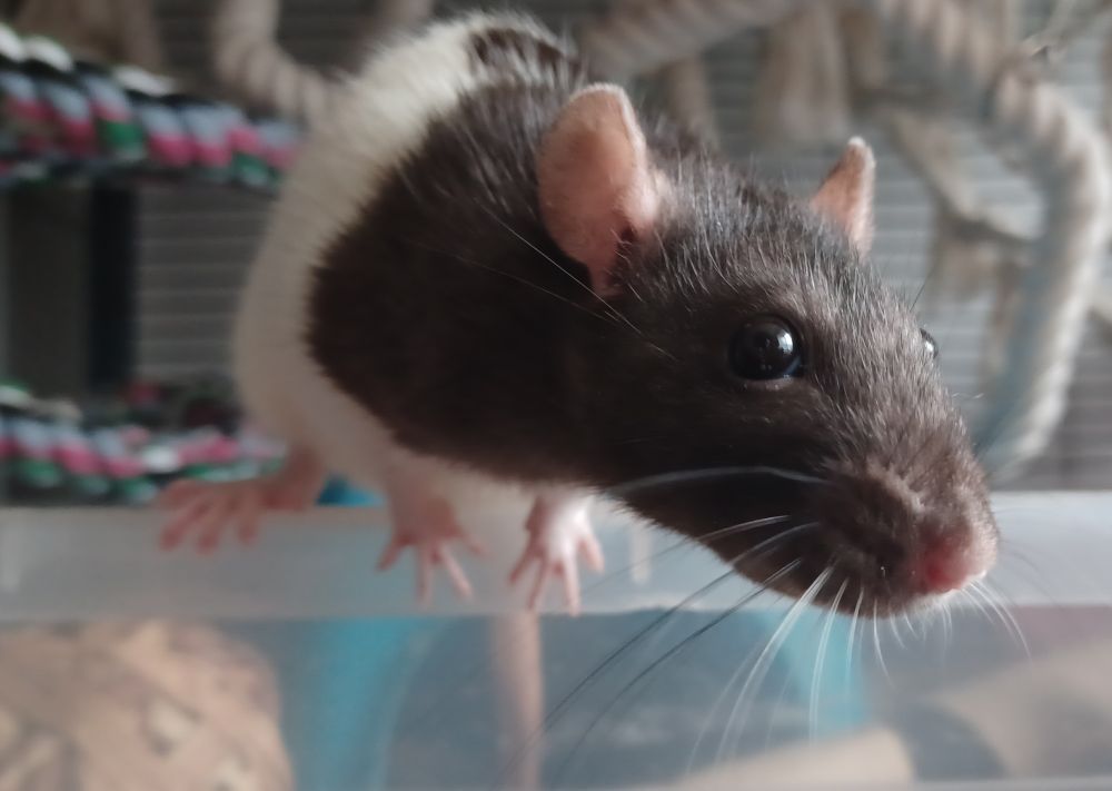 yuzu the black and white hooded rat perched on the edge of a plastic tub and staring intensely at the camera