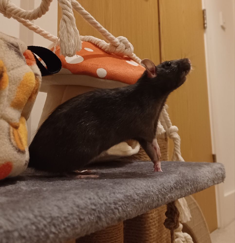 side view of ponzu the black rat standing with one front paw up leaning forward and looking up curiously