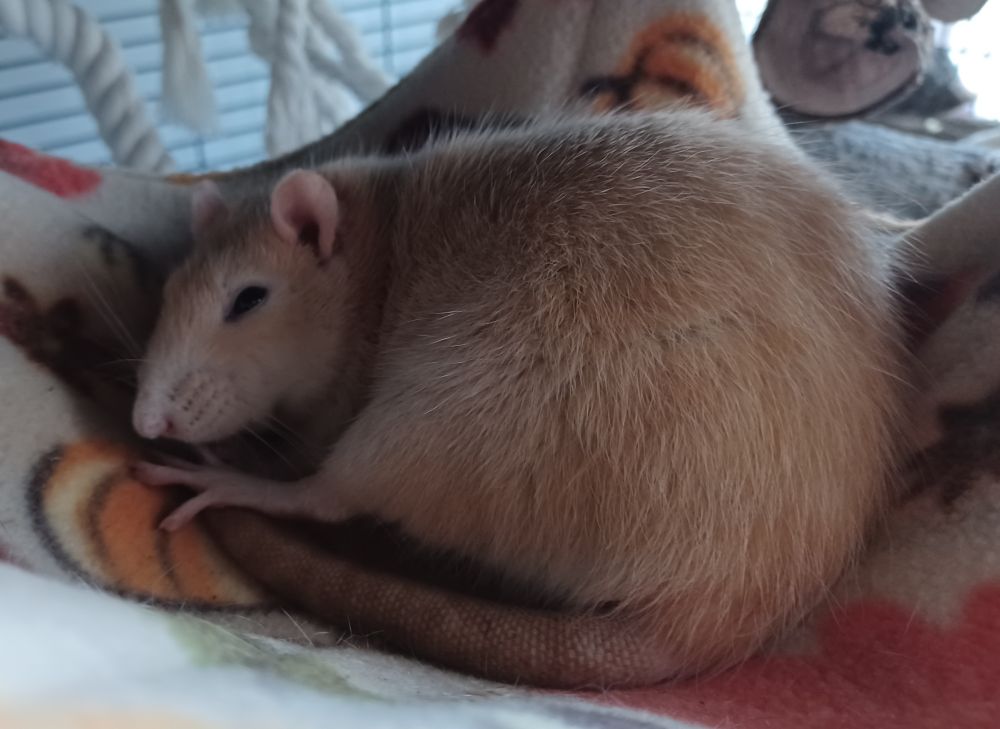 miso the cream rat curled up on a hammock with one leg stretched forward