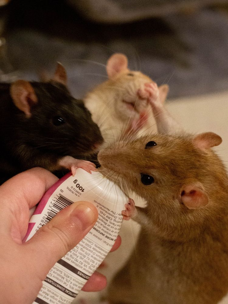3 rats scrabbling over a tube of malt paste. ponzu the black rat is leaning in and gripping the tube, ebi the brown rat is having a yummy taste while she shoved miso the cream rat away with one paw in her face