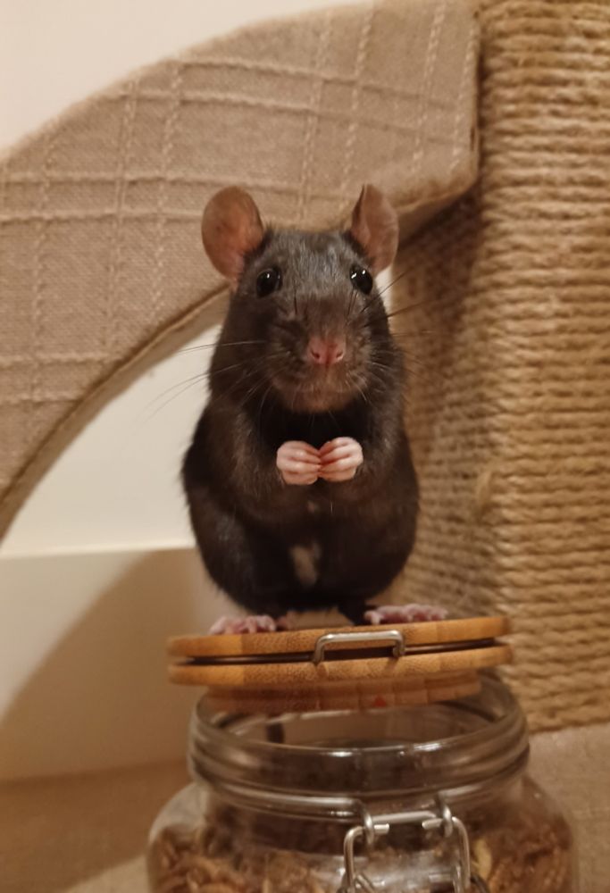 ponzu the black rat as an adult, standing on a jar full of dried mealworms. her hands are together in little fists