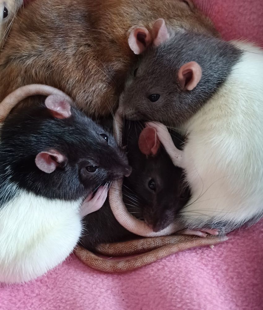 yuzu the black hooded rat and papaya the grey hooded rat cuddled around their new sisters in a hammock