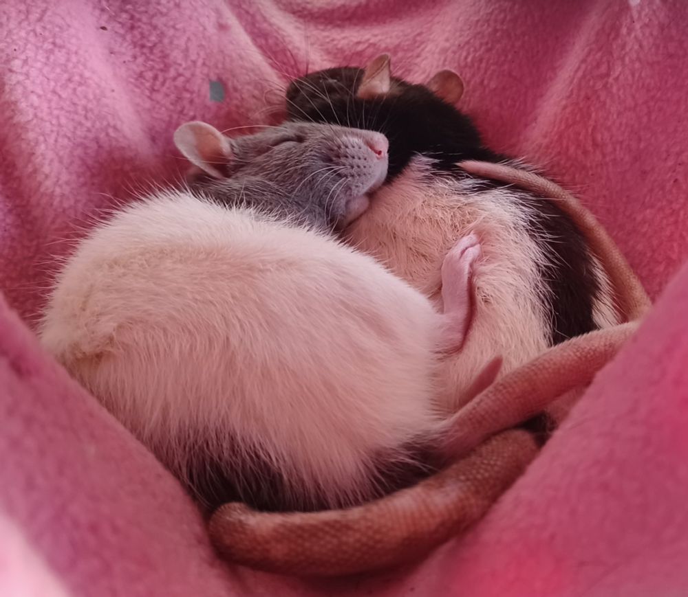 papaya and yuzu the hooded rats cuddled together in a hammock