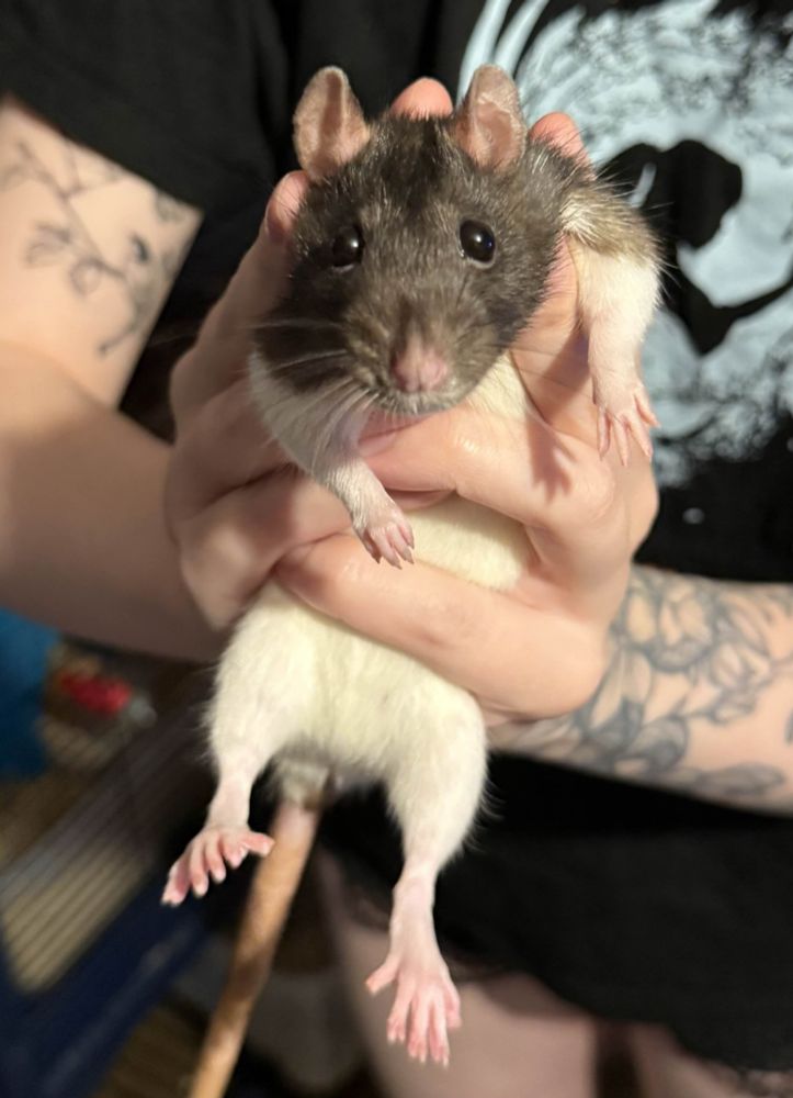 Yuzu the black and white hooded rat being held up with 2 hands towards the camera. She looks guilty