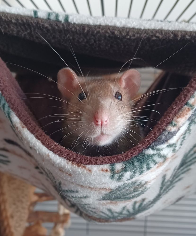 Ebi the brown rat poking her head out of a hammock. She has a magnificent array of whiskers
