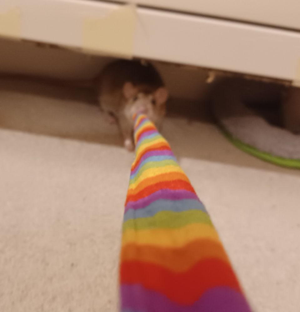 ebi the brown rat playing tug of war with a rainbow coloured ribbon fabric that is going from her mouth to disappearing behind the camera